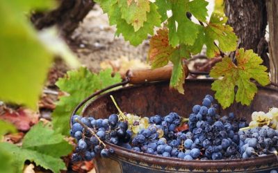 Harvest in Bordeaux – Bringing in the grapes